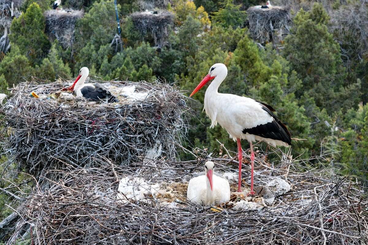 Konya’da doğanın en zarif nöbeti! Leylekler Vadisi’nde kuluçka heyecanı 12